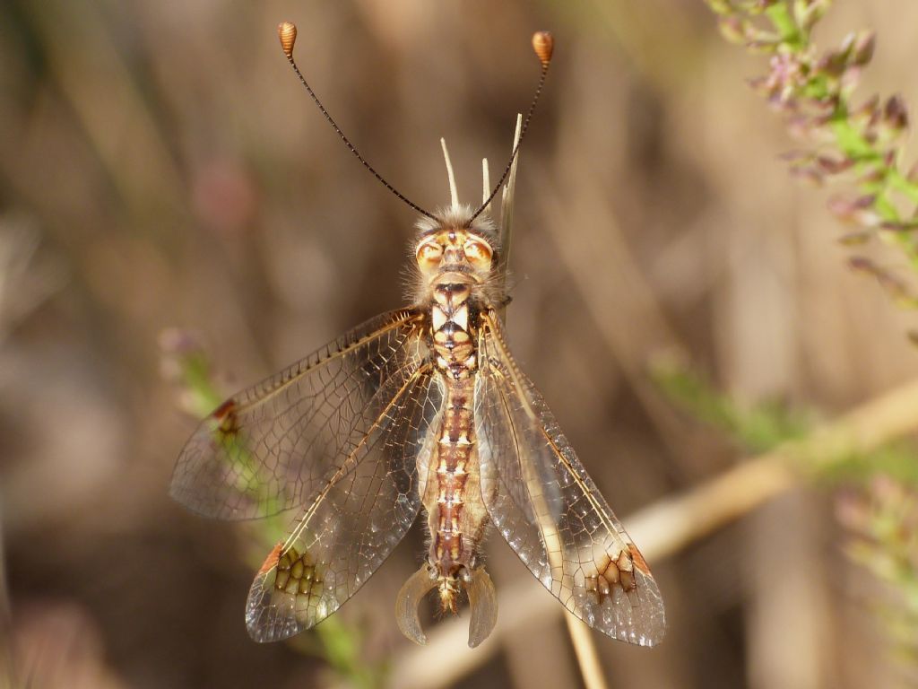 Ascalaphidae:  Deleproctophylla australis